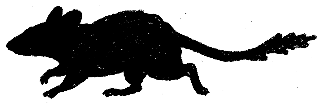 Illustration d'un rat